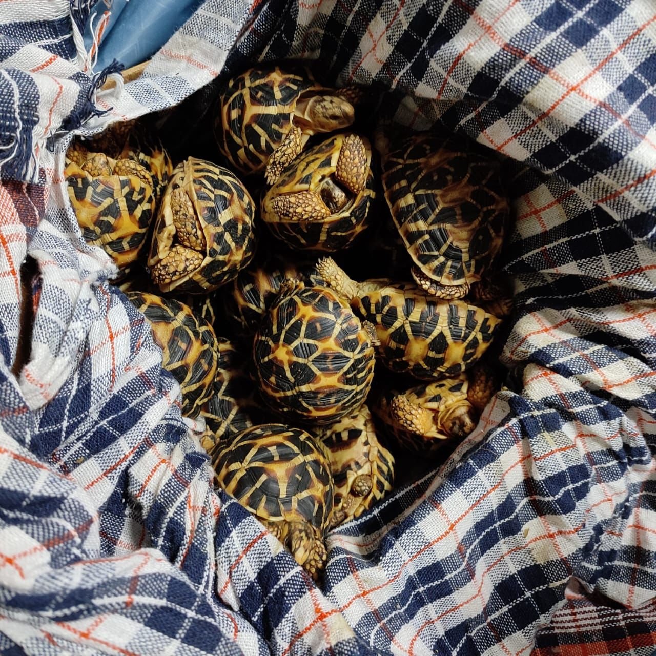 60 live star tortoises seized at KIA