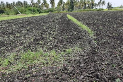 Upset over poor yield,farmer destroys onion crop in Chikkamagalur district