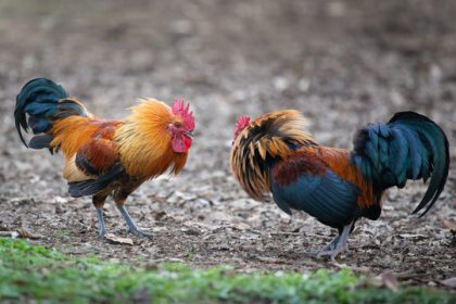7 arrested for rooster fight in forest area; Rs 16,000 cash, 10 roosters seized
