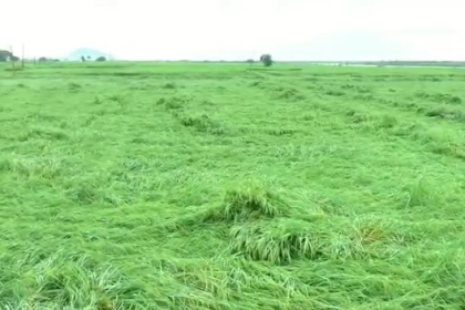 Farmers suffer huge losses as heavy rain destroys standing paddy crop in Yadgir