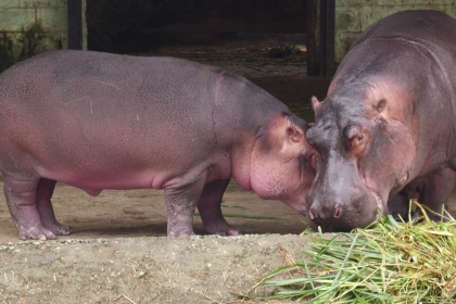 Veterinary doctors at Bannerghatta Biological Park save baby hippopotamus 