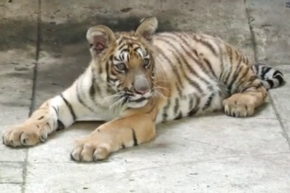Vets at Bannerghatta Biological Park manage to save ailing tiger cub