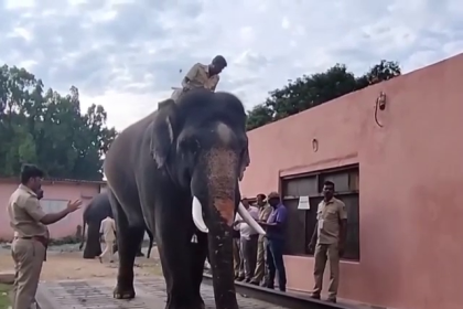 Dasara elephant Gopalaswamy dies after fight with another tusker