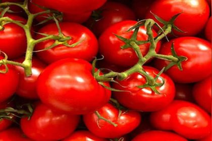Research traces health benefits of tomatoes towards gut microbes