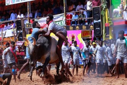 Class 12 Madurai girl keeps Jallikattu bull as her friend, trains for sport