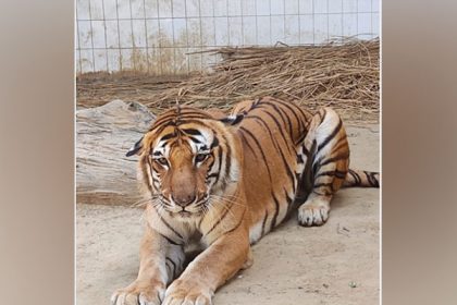 Tiger Kishan suffering from cancer dies in Lucknow Zoo