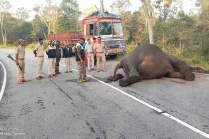 Female elephant killed by speeding truck in Bandipur forest