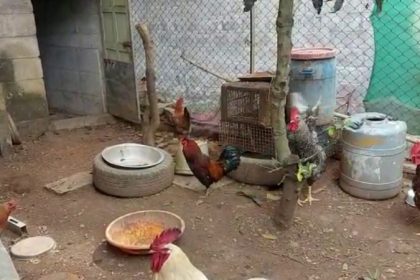 Troubled by rooster crowing, man files complaint against his neighbour