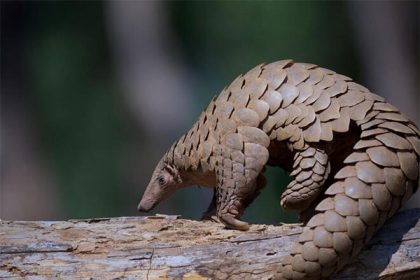Four arrested for trafficking two pangolins in Andhra Pradesh