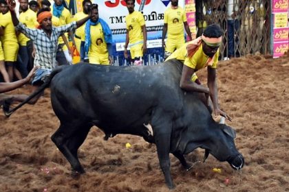 19 seriously injured after bulls go berserk at Jallikattu event in Madurai