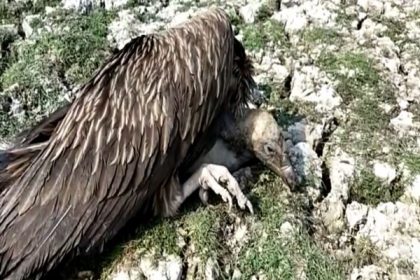 Over 20 vultures found dead in Assam's Sivasagar, reason unknown