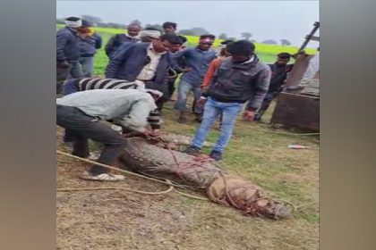 Giant crocodile, python rescued from MP's Vidisha