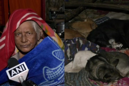 Delhi HC issues stay order after stray dogs, their caretaker go homeless
