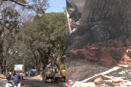 BBMP's white-topping work destroying Basavanagudi's old trees, claim locals