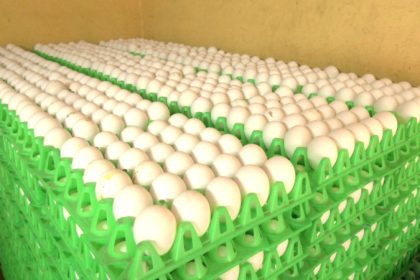 Egg prices now at Rs 7 a piece; traders blame low production, high input cost