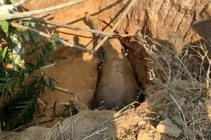 Elephant calf falls into massive pit dug by farmers in Hassan, rescued later