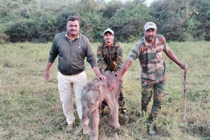 Two-day old baby elephant reunited with mother by Forest officials