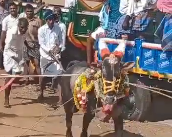 Two die in separate bull-taming competitions in Shivamogga district