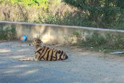 To protect crops from monkeys, farmer paints his dog to look like a tiger