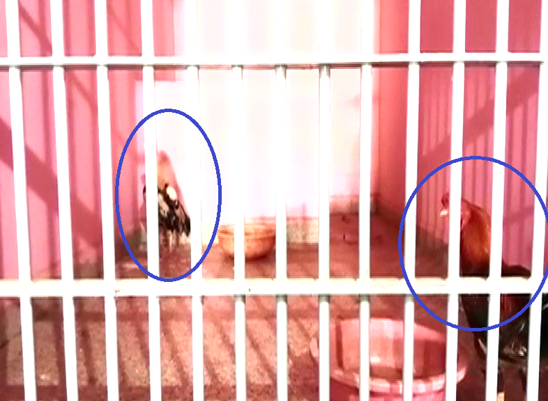 Police seize roosters from cockfight venue, lock them up behind bars!