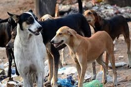 Stray dog beaten to death, case registered against 3 unidentified youths