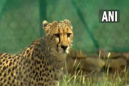 Quarantine enclosures better than last time, 12 cheetahs to arrive tomorrow