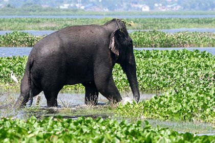 Elephant Conservation Networks help in human, elephant coexistence in Assam