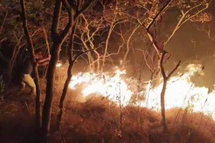 Wildfire breaks out in Chikkamagalur forest; many animals, birds dead
