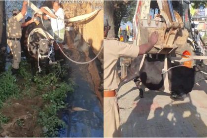 Fire services personnel rescue cow stuck in drain in Tumakuru