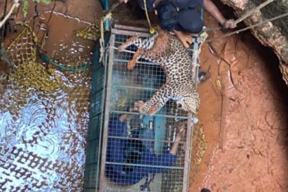 Woman veterinarian goes down well in cage, rescues trapped leopard