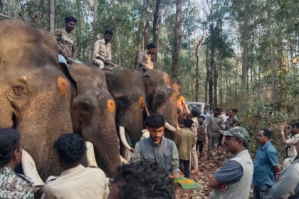 Operation begins to capture wild elephant that killed 2 people in Kadaba 
