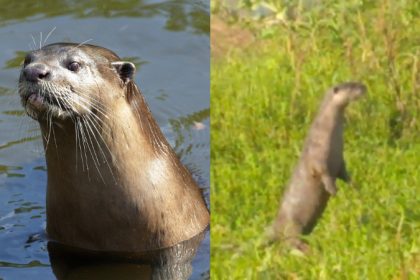 Indian smooth-coated Otters spotted in Arkavathi river