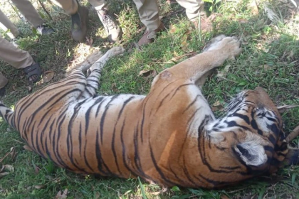 Tiger which killed two men in Kodagu district captured alive by Forest Dept