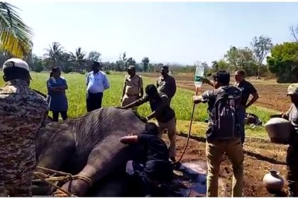 Bandipur Forest Department staff earn PM's praise for rescuing elephant
