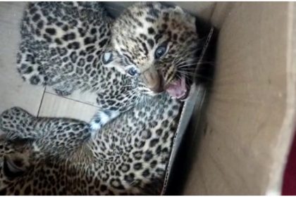 Two leopard cubs stuck under rock rescued, Forest Dept takes custody