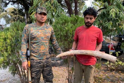 Forest officials foil smuggling bid, 3 kgs of elephant ivory seized, 1 held