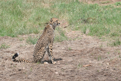Namibian cheetahs make their first hunt in Kuno park