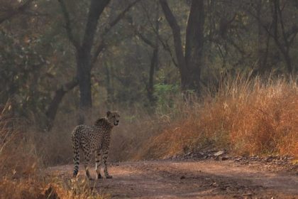 Two male cheetahs released in free-ranging area in Kuno National Park