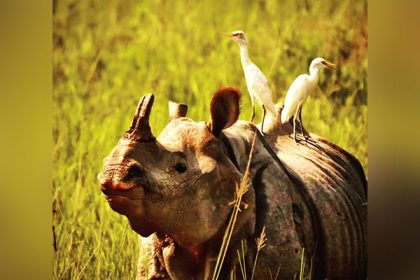 Poachers kill rhino for its horn in Kaziranga National Park