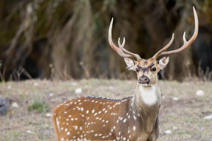 Spotted deer hit by unidentified vehicle dies