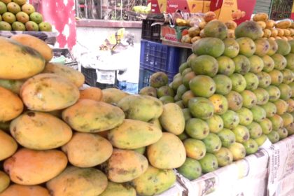 Mangoes are already here, but prices on the higher side for now