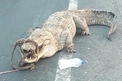 Crocodile found on highway with snout bound by rope in Vijayapura district