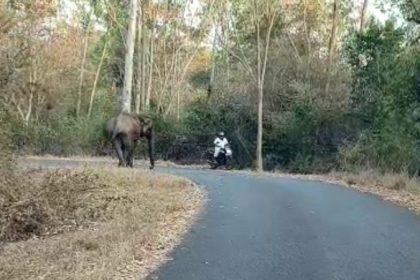 Two-wheeler rider has lucky escape after encountering elephant on road