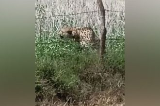 Cheetah from Kuno National Park enters nearby village