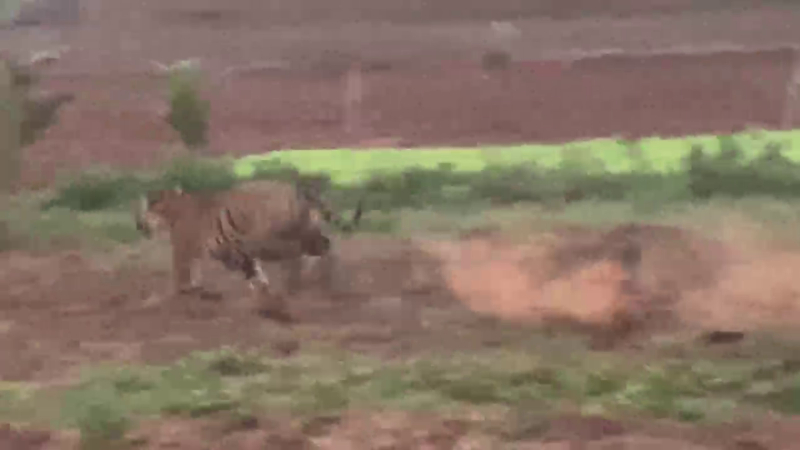 Tiger Spotted in Farmland in Hunsur Taluk; Forest Officials on High Alert