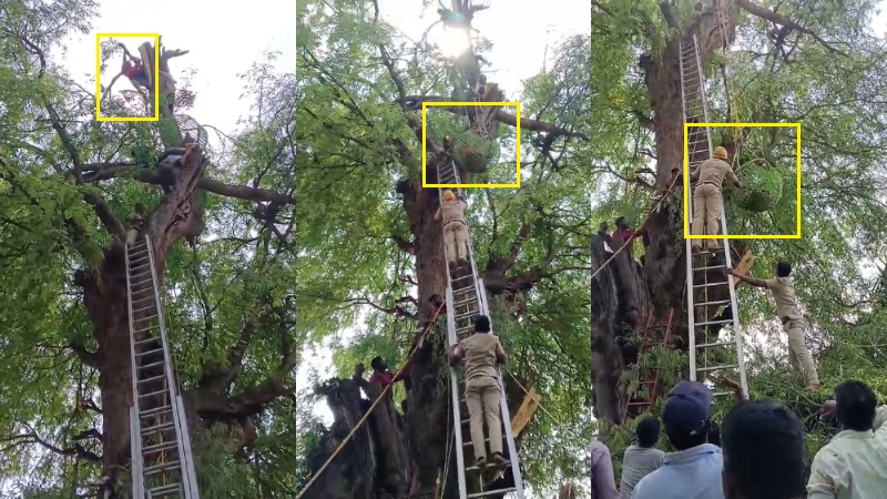 Man axing tree in Kadur village gets caught between branches, rescued ...